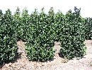Ilex meserveae 'Blue Prince'-R-